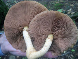 Close view of brown crowded gills.